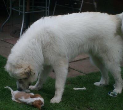 cute-overload:  Young Theo and baby Cody !