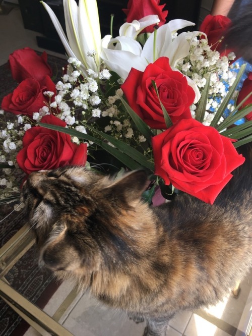 ladycacti:She loves my roses