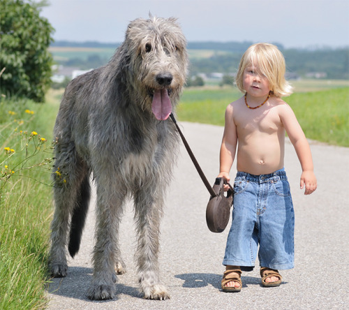 housewifesecrets:  johnnybee:  This made me mist up a little. Big pups being friends to human kids.  Those are their people too