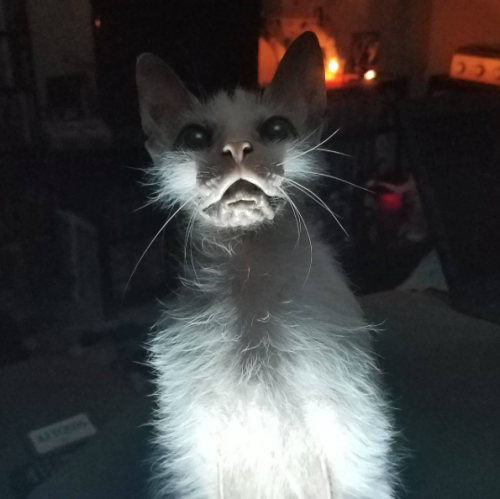 catsbeaversandducks:Possum is definitely the cutest ugly cat in the world.Photos by Possum