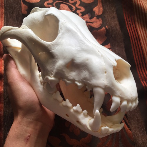 lazybagofbones:Grey Wolf skull from Alaska