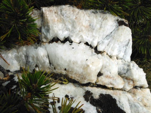 Quartz in a small copse of white pines. Pinnacles Lakes Basin, John Muir Wilderness, Sierra Nevada M