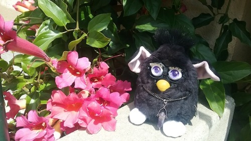 furbypurrs: