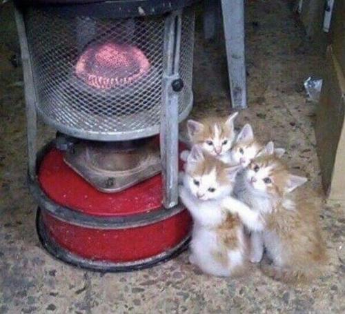 dawwwwfactory:  A shopkeeper in Jordan allows street kittens to find warmth from his heater Click here for more adorable animal pics!