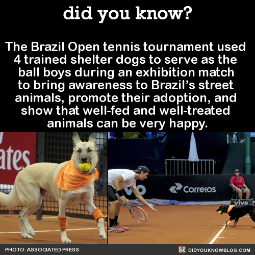did-you-kno:The Brazil Open tennis tournament used 4 trained shelter dogs to serve as the ball boys 