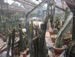 cactguy:  Greenhouse / Fort Worth Botanic