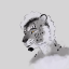 blackbear2d