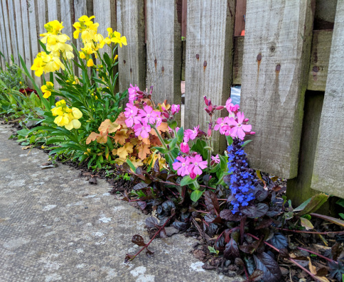 Spring flowers at the allotmentSince I’ve been behind, so, so behind with sharing photos of my plot,