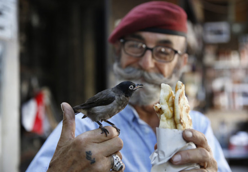 fotojournalismus:Abu Farouk, 70, feeds his nightingale named ‘Zico,’ a local Lebanese pastry in fron