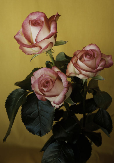goth17:  Hans-Peter Feldmann 