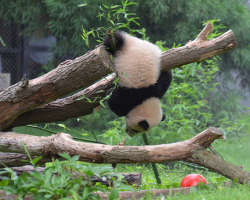 giantpandaphotos:  Bao Bao at the National