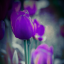 silenttulip
