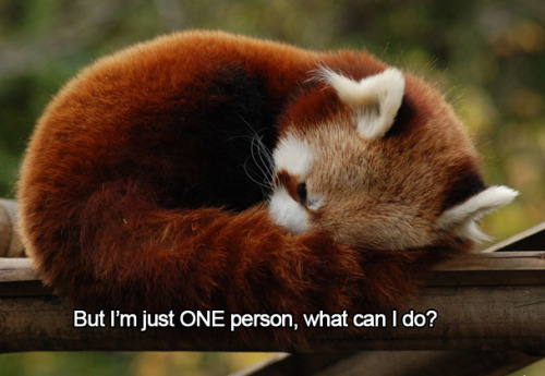 thelustfulkitten:  Don’t let my favorite animal become extinct!! 