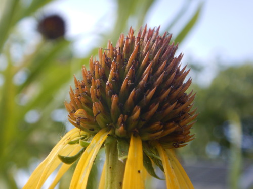 Echinacea paradoxaJuly heat, road side dolostone glades, and a Missouri species and wide barren ende