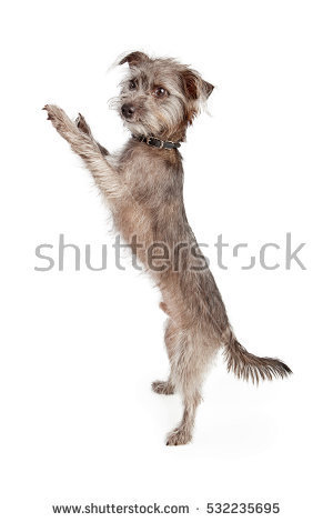 dimmerblog: mike-the-flying-pyrochef:  dimmerblog:  hey you guys hear about updog