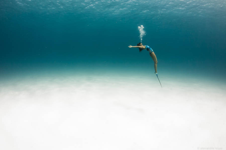 nevver:  Swimming with Sharks, Alex Voyer and  Alex Roubaud 