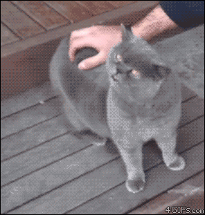 doggykittyeverywhere:  Mimi Pets Gifs