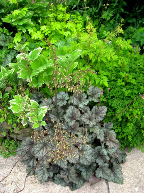 This gorgeous heuchera is growing right out of the low stone wall separating the front garden from t
