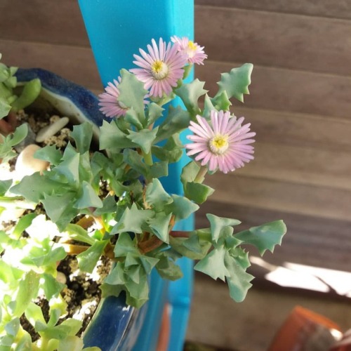 Oscularia deltoides succulent in blooms.#osculariadeltoides #oscularia #oscularias #succulentbloom