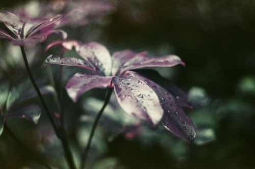 spring in violet