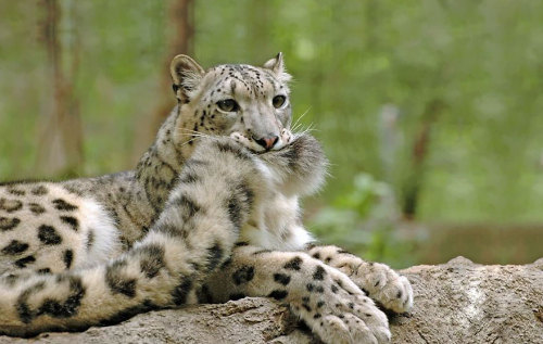 americanninjax: awesome-picz: Snow Leopards Love Nomming On Their Fluffy Tails. Why won’t my w