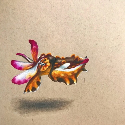tallandartsy: Let me tell y’all about Cephalopods. They are beautiful, weird, and totally unde