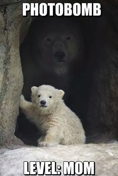 cy-law:  Why not share this? #photobomb