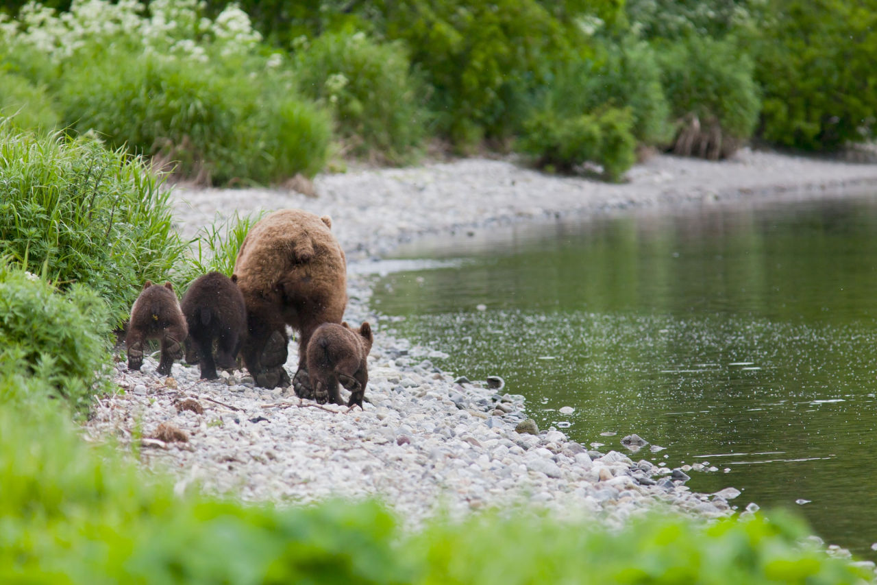 bears&ndash;bears&ndash;bears:  We run by Sergey Krasnoshchekov Look at all