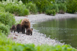 bears&ndash;bears&ndash;bears:  We run by Sergey Krasnoshchekov Look at all the bear butts! :3 