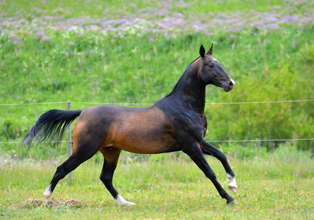 thequeerblackequestrian:  all-the-horses:   horsesanddogsandmen:  all-the-horses: