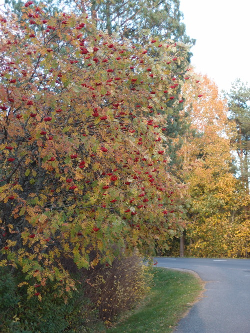 Sorbus aucuparia — rowan a.k.a. mountain-ash