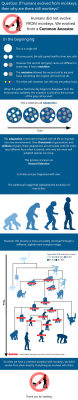 lifemadesimple:  Infographic - If humans evolved from Monkeys, then why are there still monkeys? 