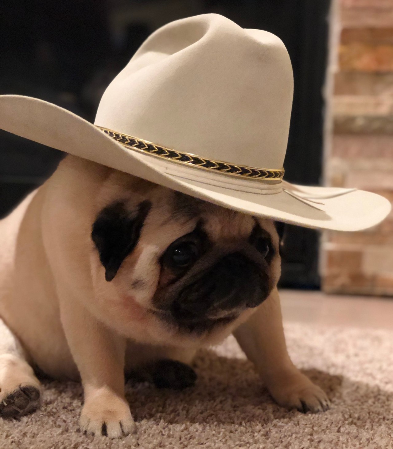 pugs cowboy hats