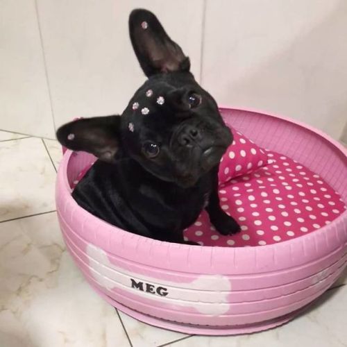 catsbeaversandducks:  Brazilian Artist Creates Beds For Animals From The Old Tires That He Finds In The StreetsPhotos by Amarildo Silva - Full story on deMilked