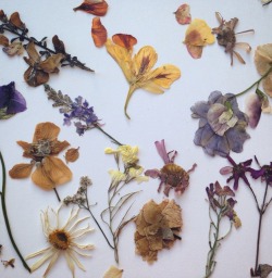 dooooooooooooooot: more of the pressed flowers! they are so nice n soft!!