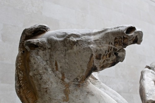 hergracesathenaeum:marble details from the Parthenon pediment // British Museum my photography