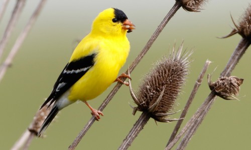 American Goldfinch