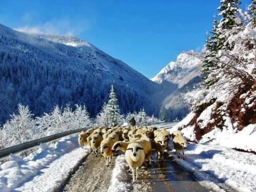 discover-kosovo:Flock of sheep on their way to home , Rugova Kosovo