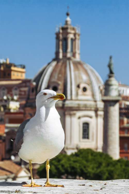 Seagull in Rome, Italy