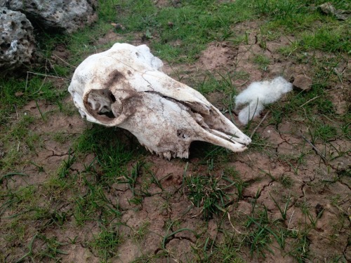 lilithlucilia: Sheep skull.