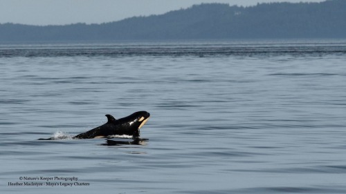 arlluk: Holy shit, I think J50 is trying to sprout wings and fly away!! Photos by Nature’s Keeper Ph