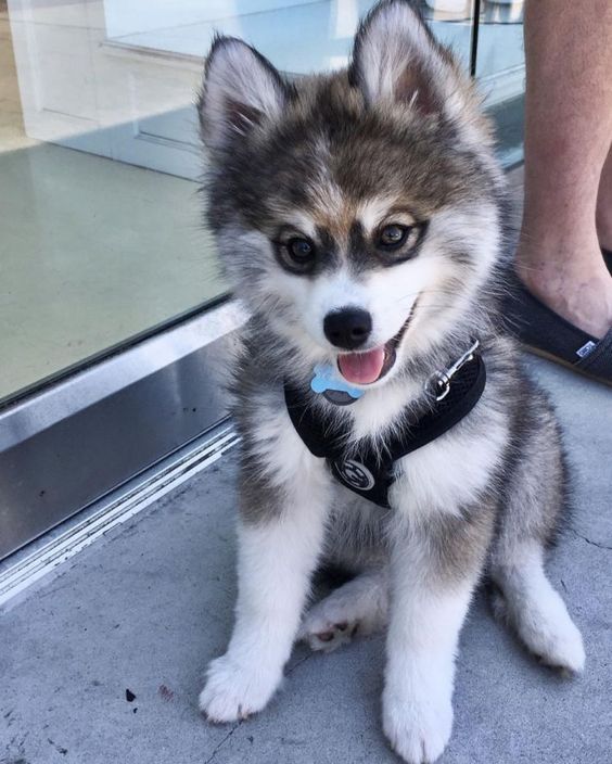 aww-so-pretty:  husky lover