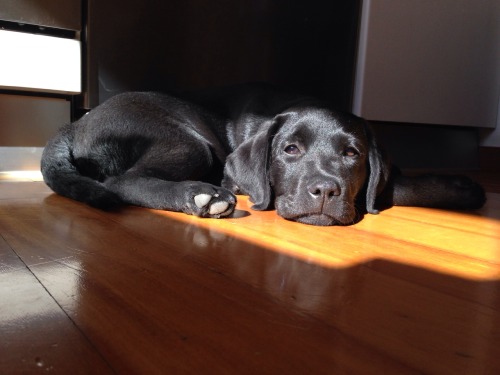 polutropeli:Ginger is growing up, but she is still a little cute puppy