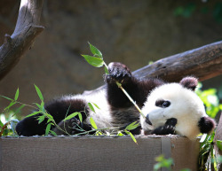 sdzoo:  WONDERFUL WU by WisteriaLane