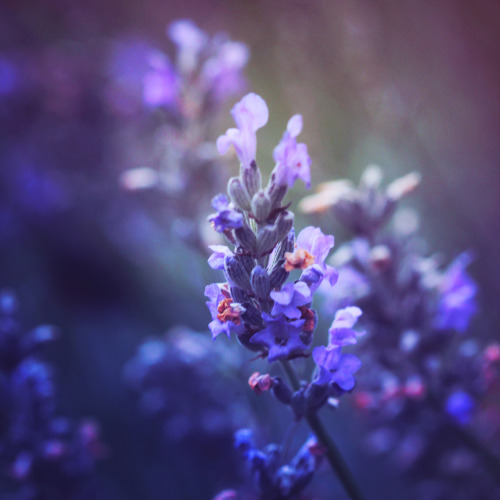 landscape-photo-graphy: Floral Photography Inspired by Claude Monet by Nikita Gill Poet and photographer Nikita Gill experiments with a series of floral photography the concept of impressionism and the important play of light and dark. Inspired by the