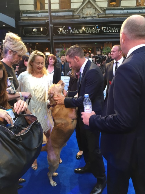 ball-of-wool:  Tom Hardy and his dog at the Legend premiere. So cute! 