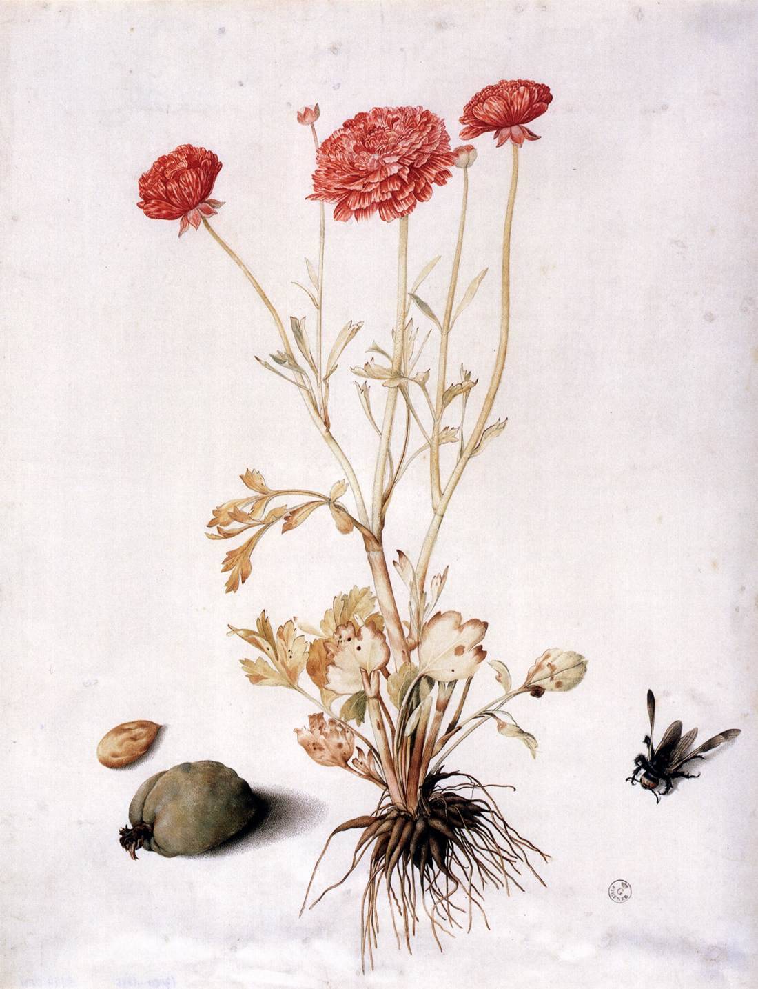 heaveninawildflower:  Ranunculus with Two Almonds and a Hymenopteran by Giovanna