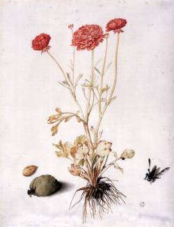 heaveninawildflower:  Ranunculus with Two Almonds and a Hymenopteran by Giovanna Garzoni (1600-1670). Tempera and traces of black pencil on vellum. Galleria degli Uffizi, Florence. http://www.wga.hu/frames-e.html?/html/g/garzoni/four2.html 