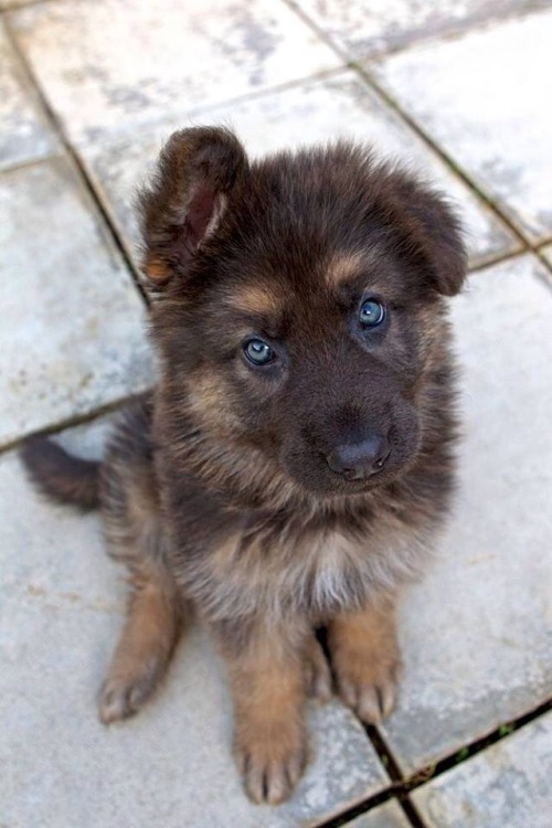 doctorquinnzel: feellng: Cutest german shepherd puppies EVER! @cosmonauticaltaco