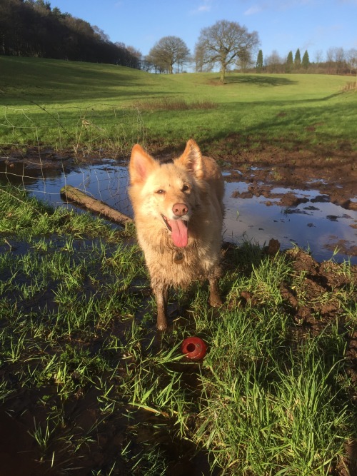 handsomedogs: This is my 8yr old German Shepard crossed with a border collie ‘Alfie